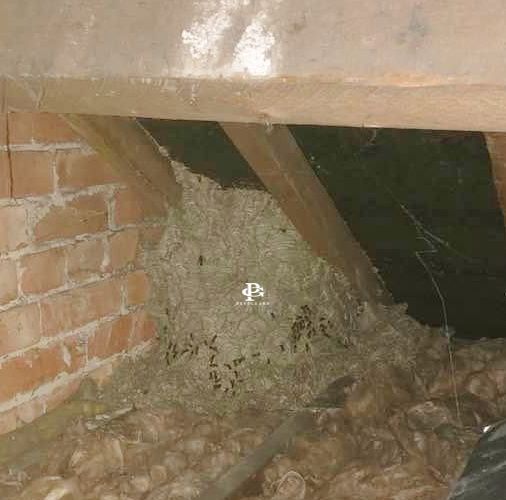 A loft space under the rafters with nesting material and droppings