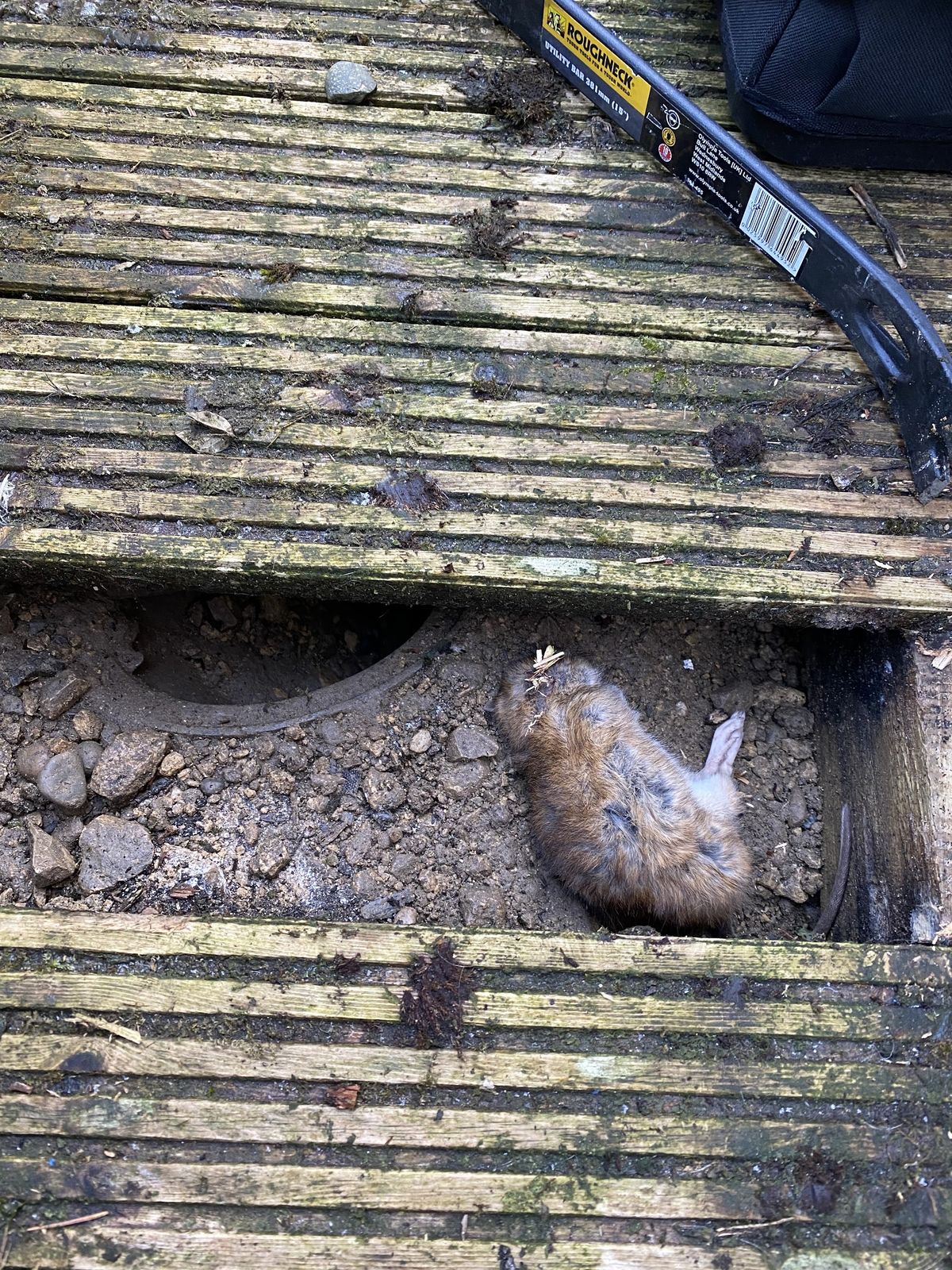 A dead rodent found under lifted decking boards