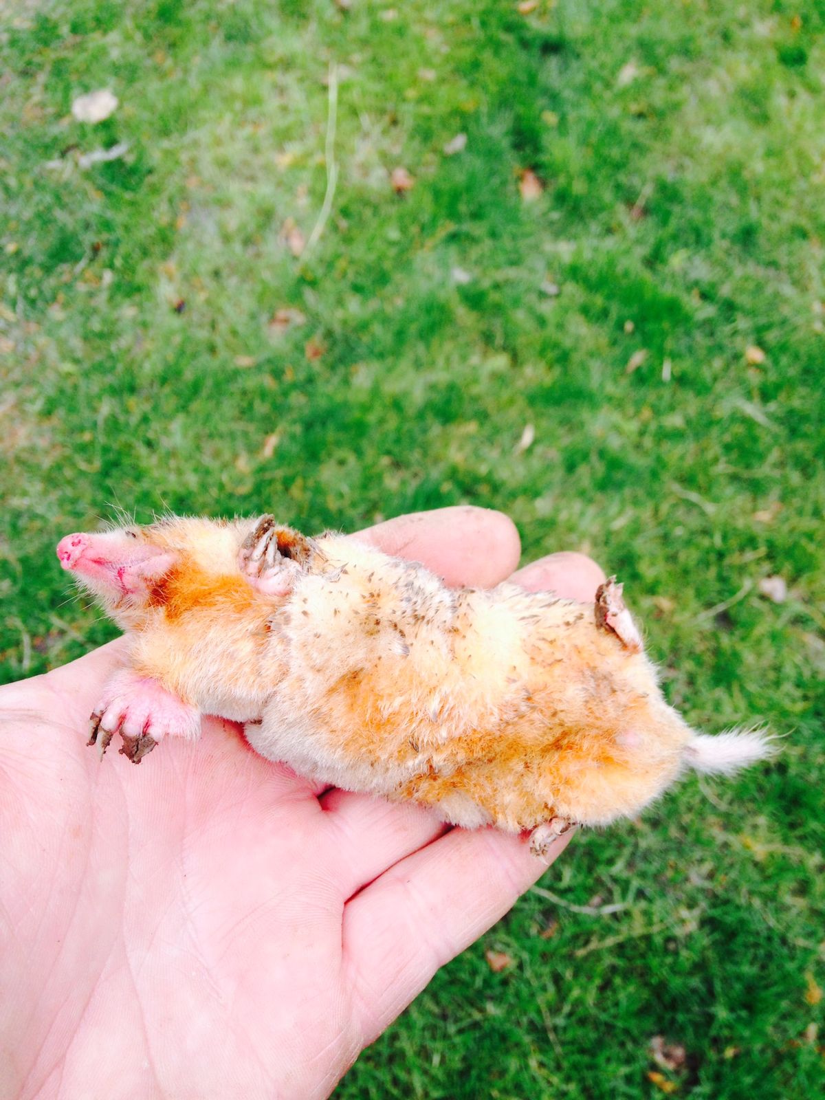 A caught animal with pale, ginger fur held in a hand over grass
